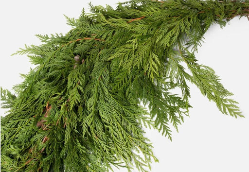 Western Red Cedar Garland