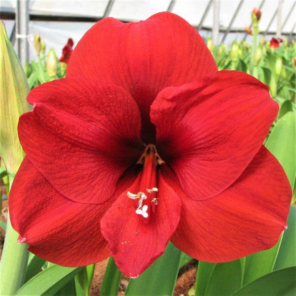 Easy To Grow Amaryllis Kit