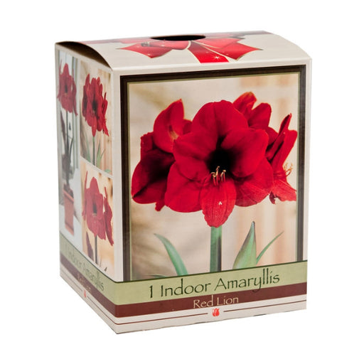 Easy To Grow Amaryllis Kit