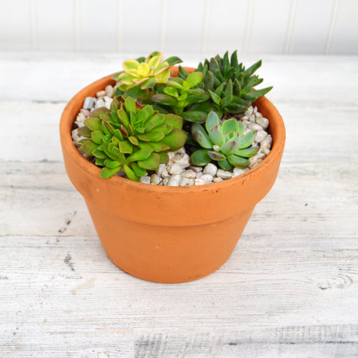 Terracotta Succulent Garden