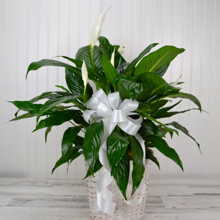 Peace Lily Plant