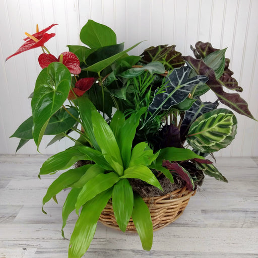 Classic Plant Garden in a Basket