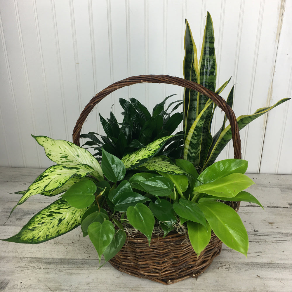 Plant Garden in a Basket