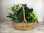Large Plant Garden in a Basket