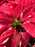 Poinsettia