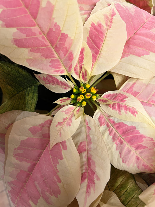 Poinsettia