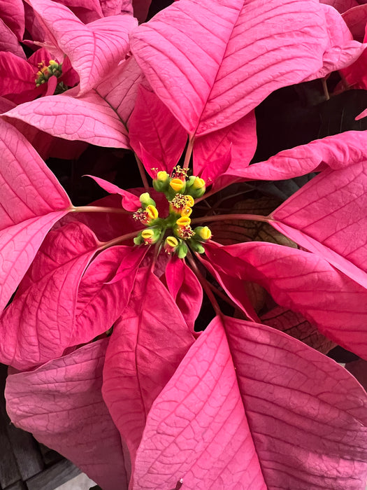 Poinsettia