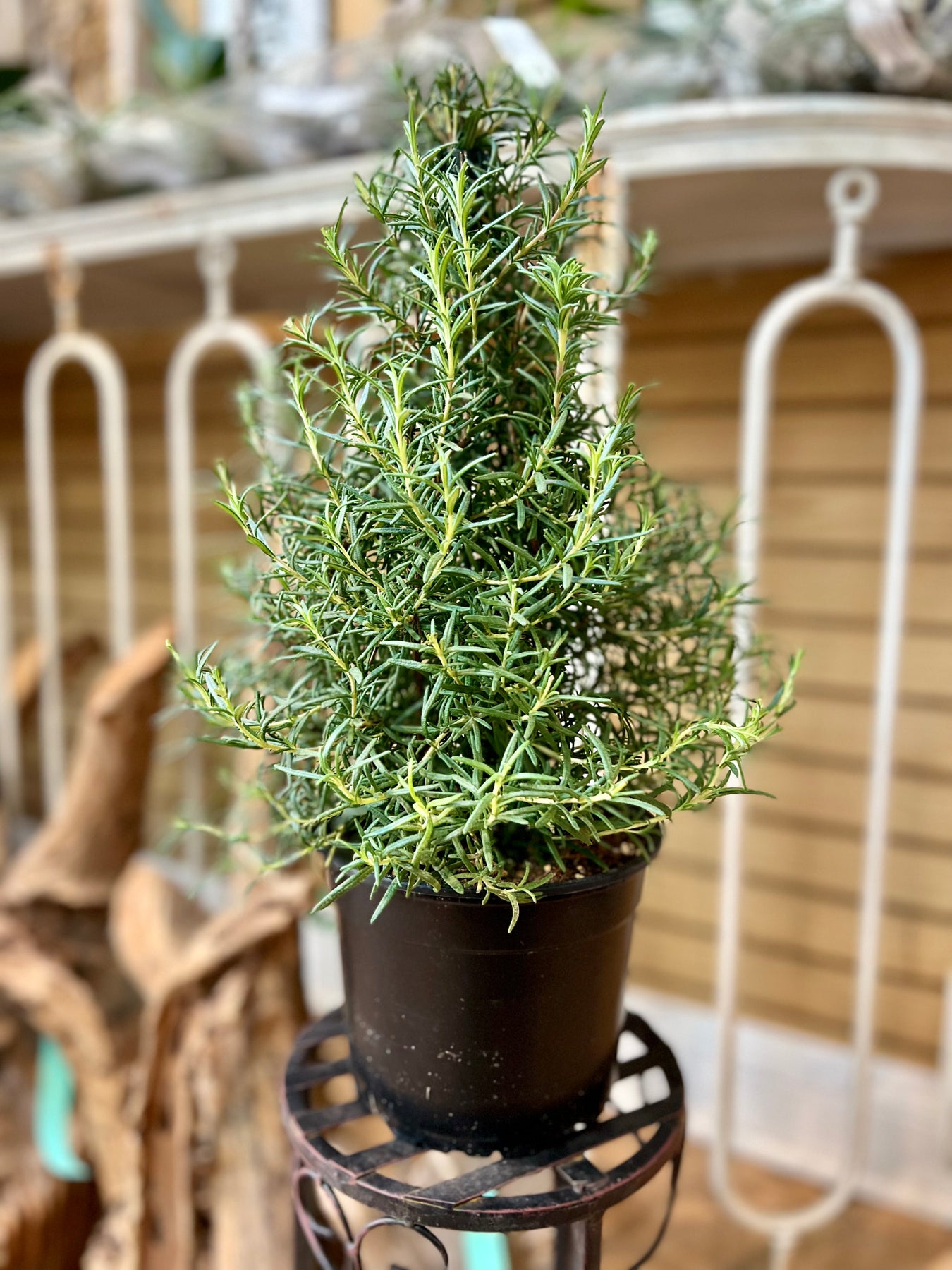 Noli's Rosemary Town 全8種　バラ売り◎ IMG_6017_1146009a-11cf-4451-