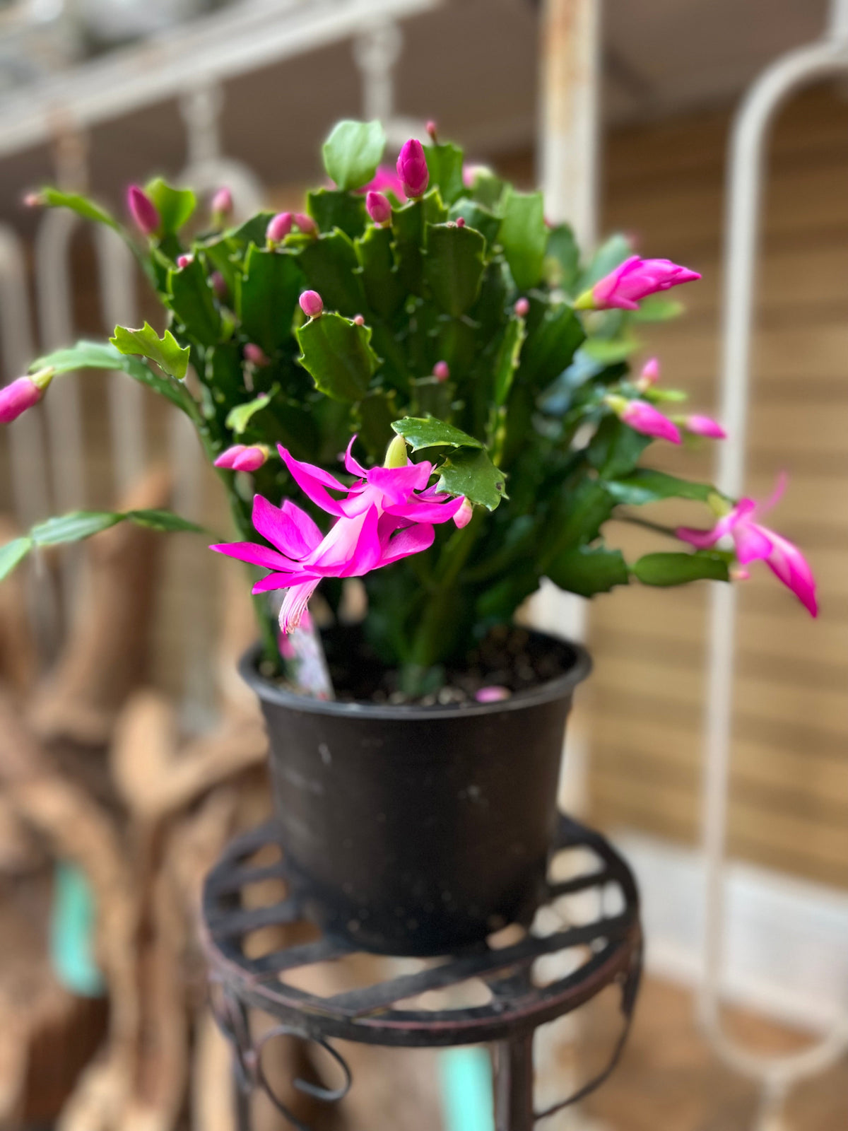flowering cactus house plant Christmas Cactus — The Florist at Decker's Nursery