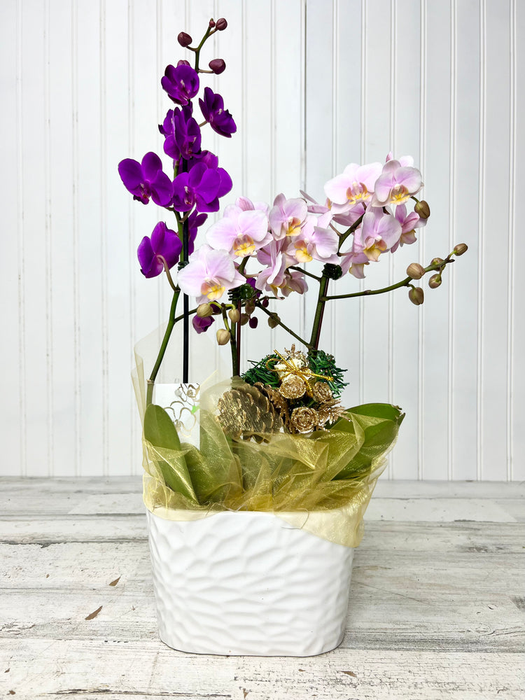 Orchid Phalaenopsis 3 Stem in Ceramic Pot