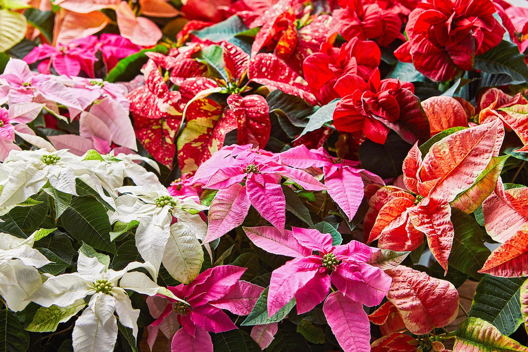 Poinsettia