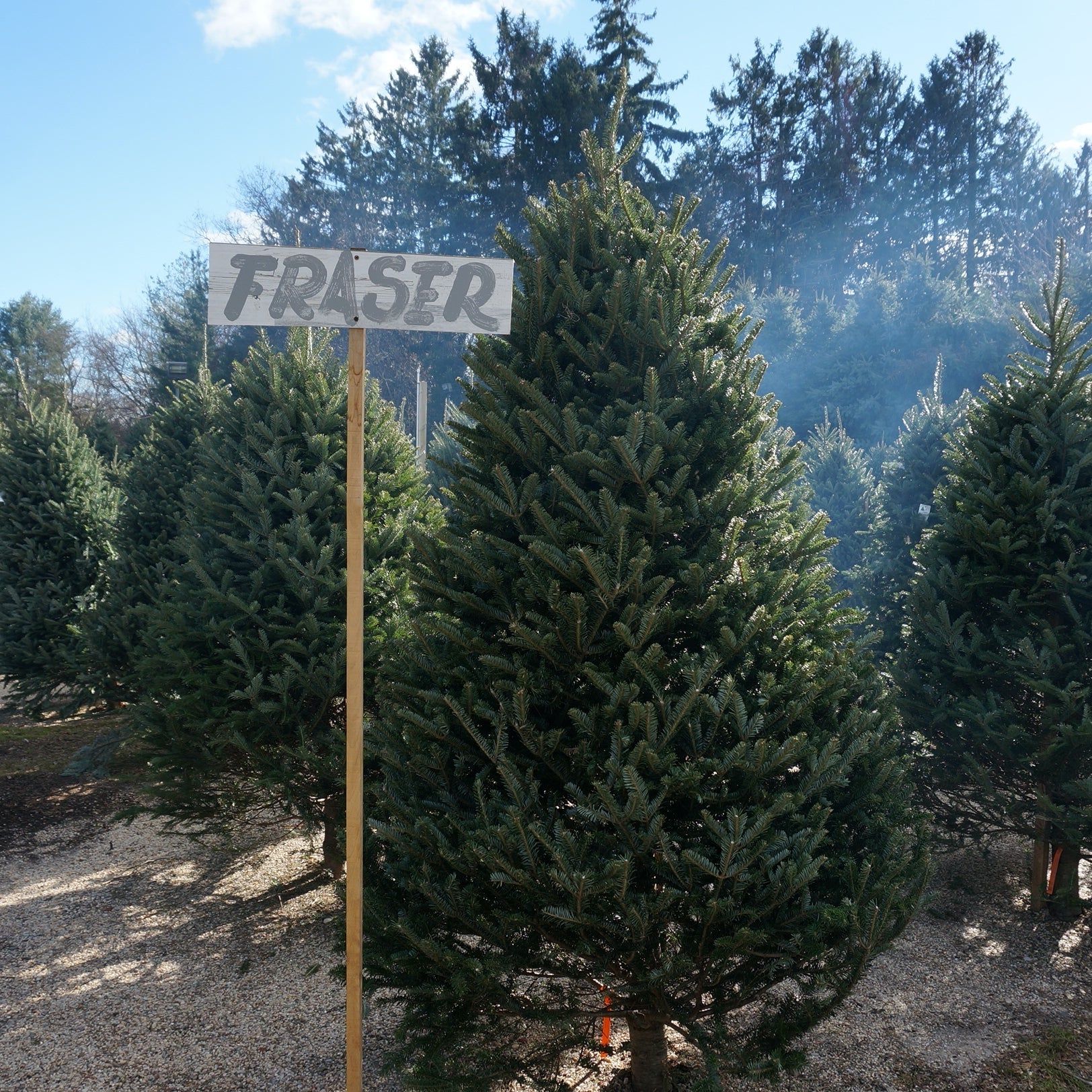 Fraser Fir Christmas Tree — The Florist at Decker's Nursery