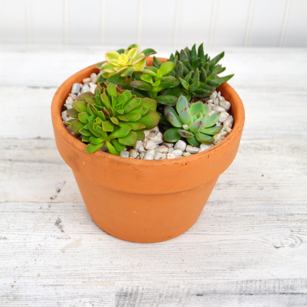terracotta pots for succulents Terracotta Succulent Garden — The Florist at Decker's Nursery
