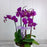The Purple Orchid Planter