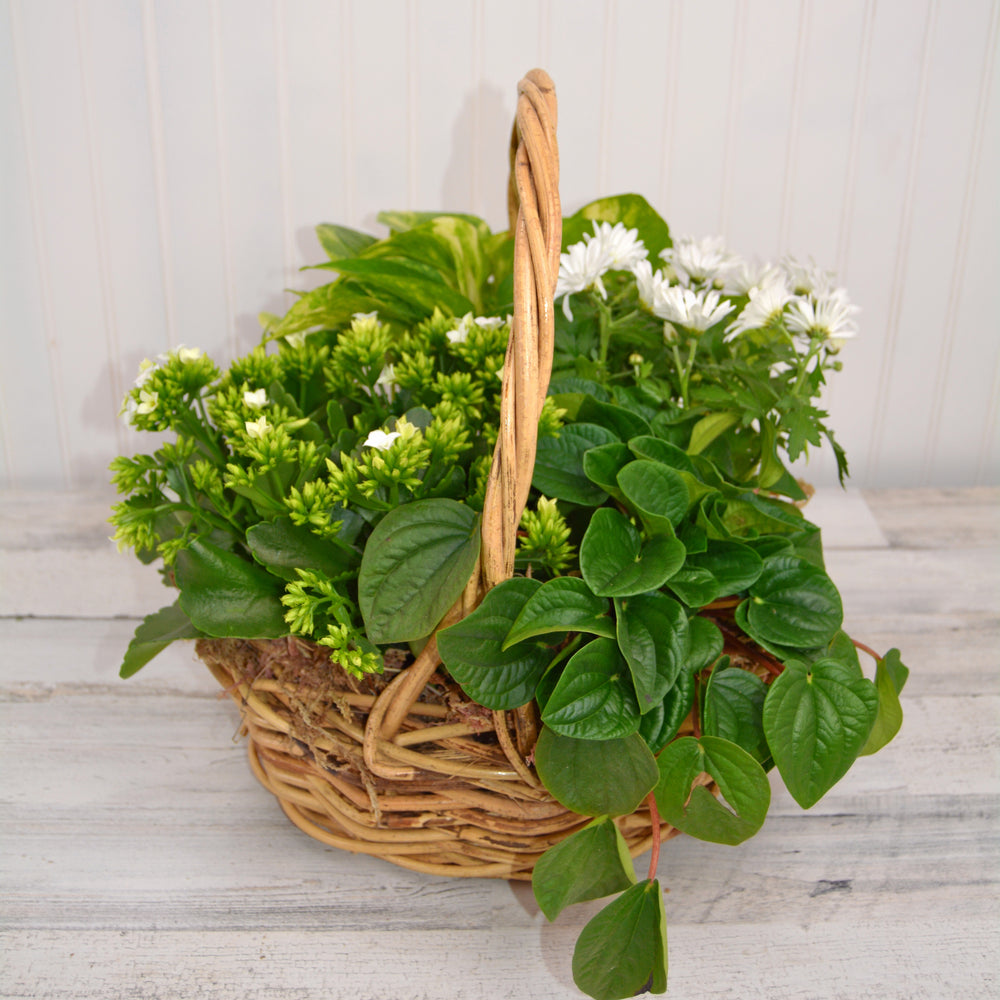 Simple Basket of Plants